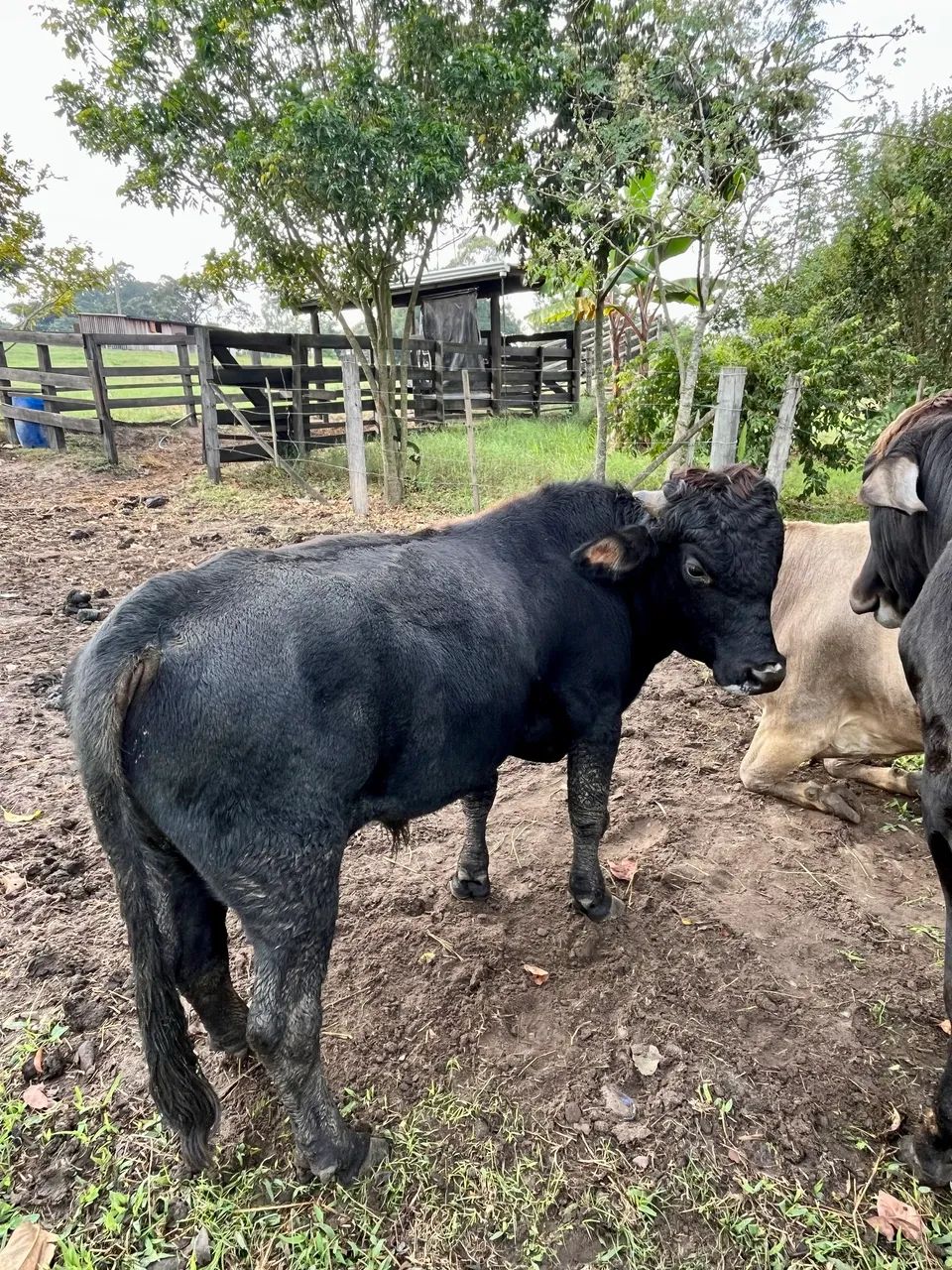 Mini boi - Foto 5