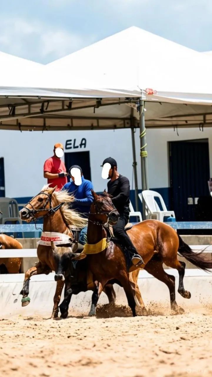 Cavalo - Foto 2