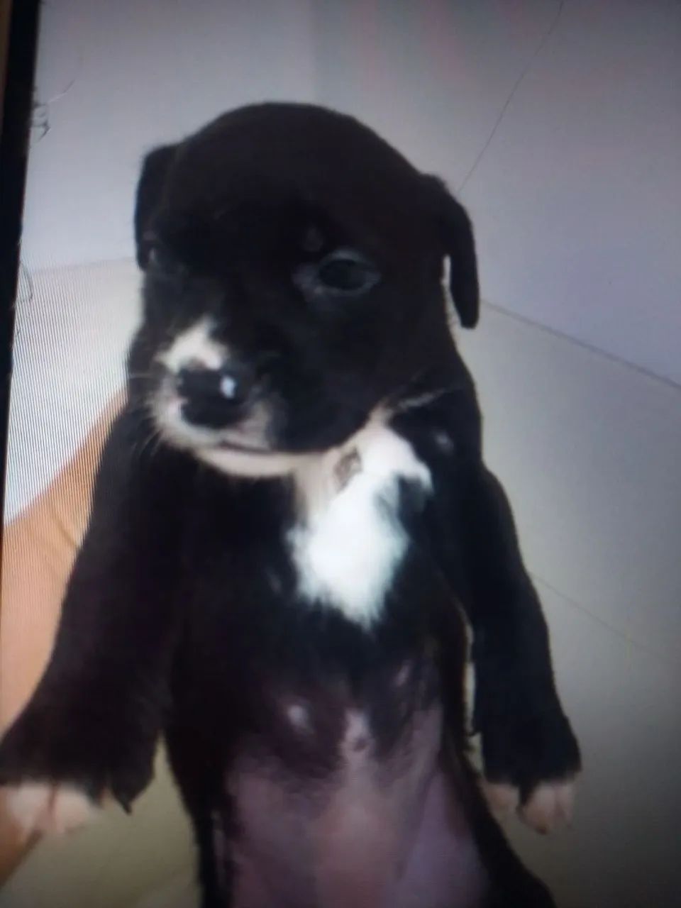 Doa se filhotes - Foto 4