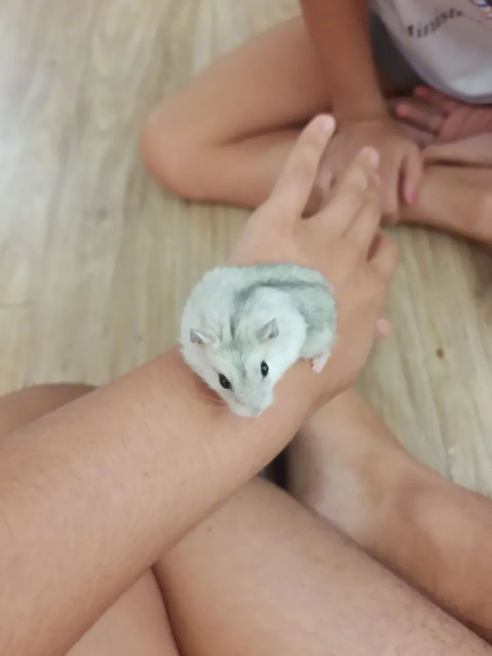 Hamster anão russo ? dóceis