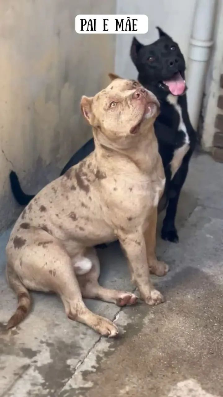 Filhotes PitBull com Pitmonster  - Foto 3