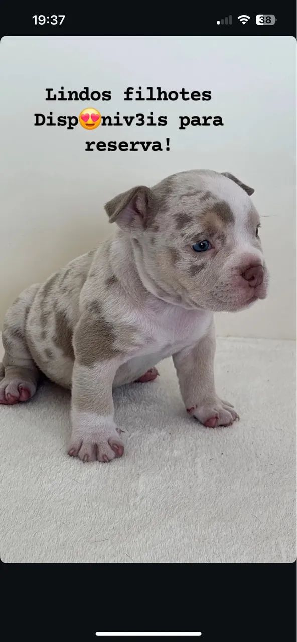 American Bully 