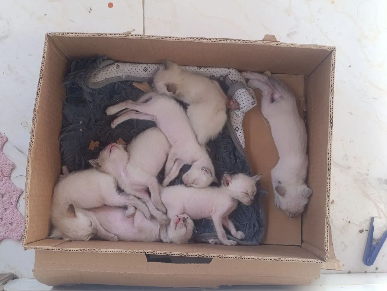 Doação de gatinhos  - Foto 2