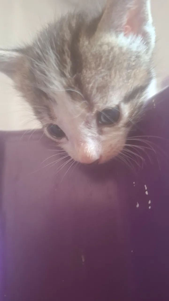 Gato - Foto 4