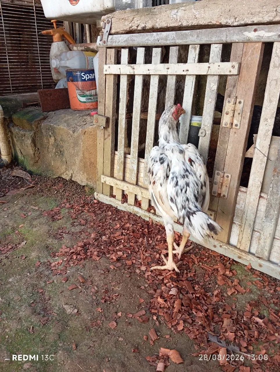 Frango índio novo - Foto 5