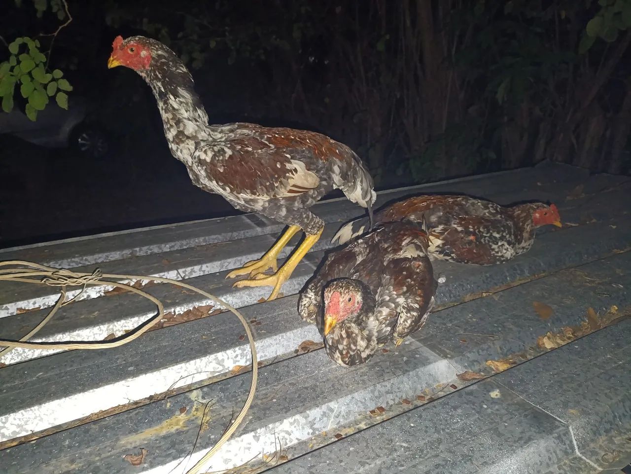 Frango caipira  - Foto 2