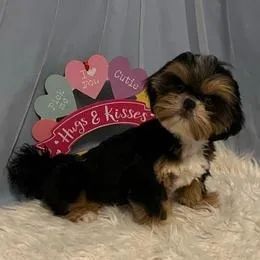 Lhasa Apso,Lhasa Apso Filhote Linda Linhagem Disponível