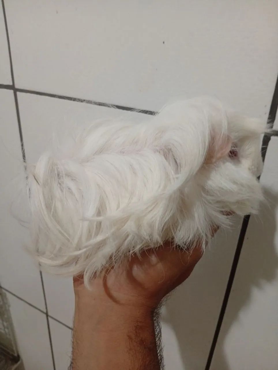 Peruvian Guinea Pig Pair, Imported Lineage, Young Couple – Please Read the Listing