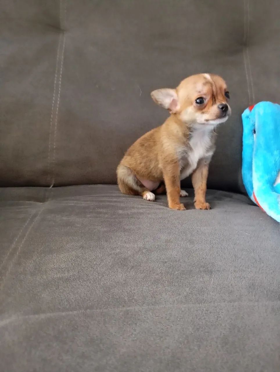 Chihuahua fêmea Mine 