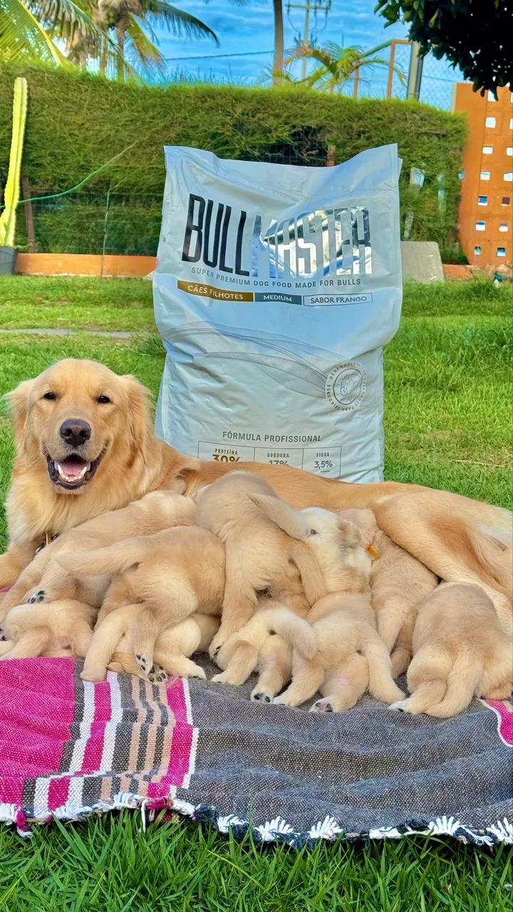 Filhotes de Golden Retriever - Foto 3