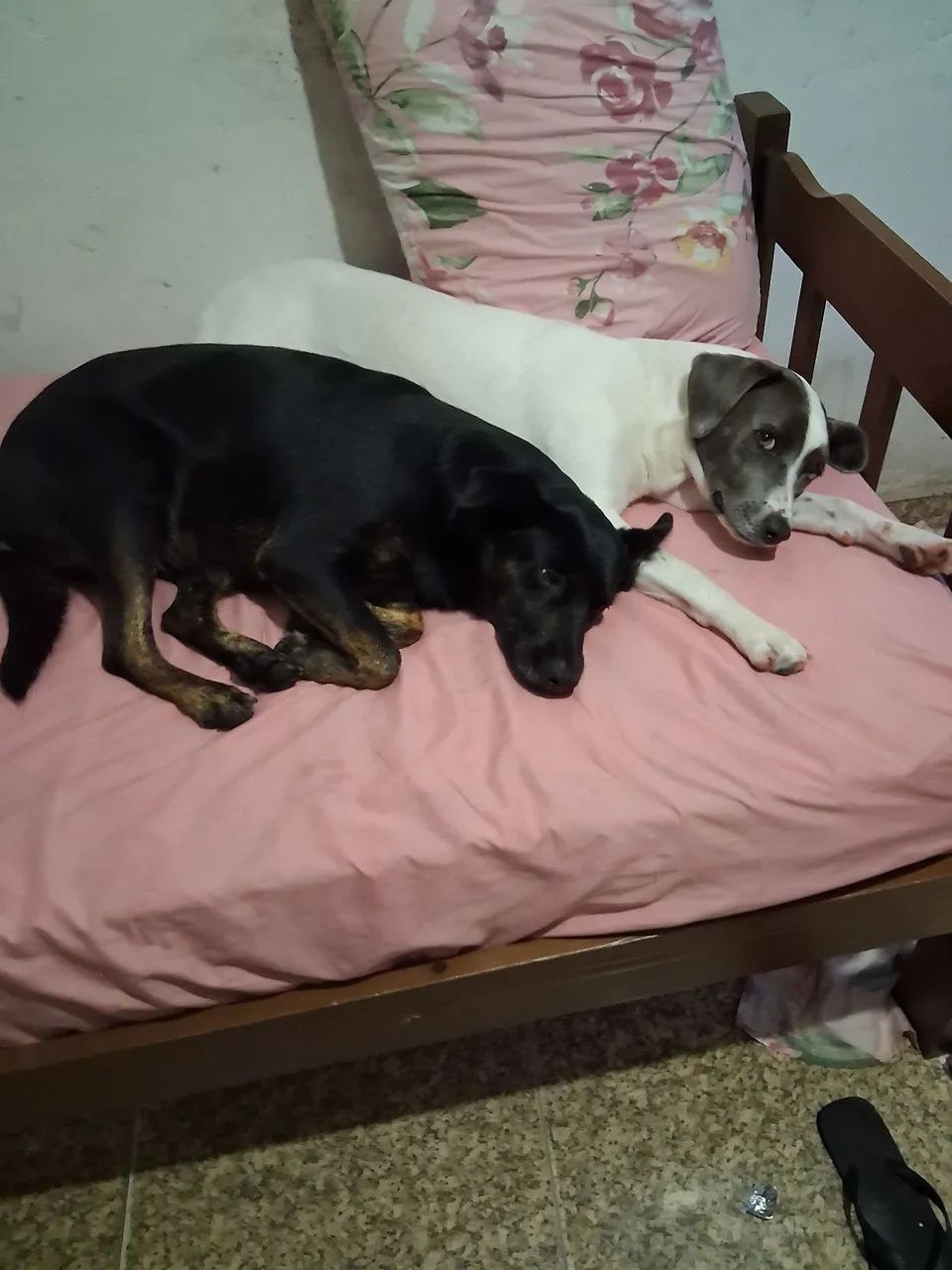 Doacao de cachorrinha 