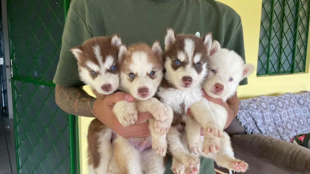 Husky siberiano  - Foto 4