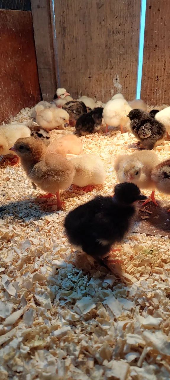 Pintainhos caipira - Foto 3