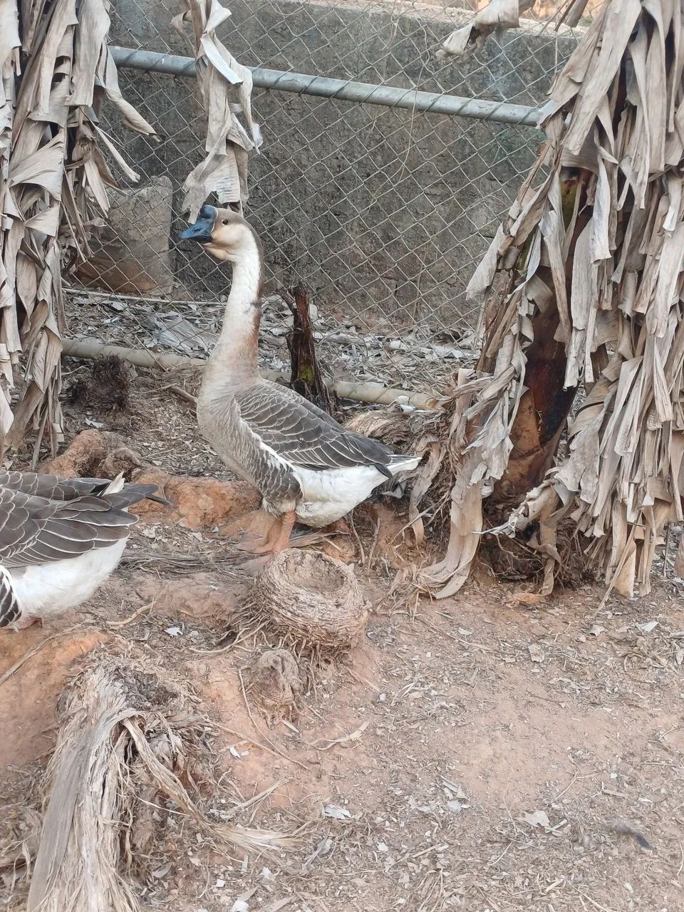 Vendo uma gansa Africana - Foto 2