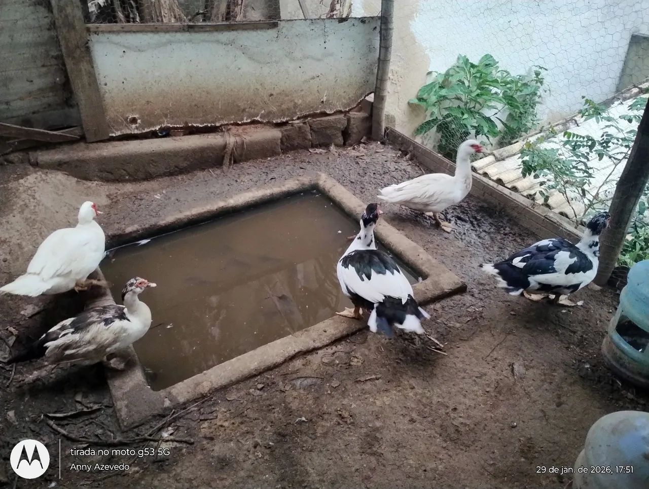 Vendo galinha caipira poedeira e Patos jovens adultos.