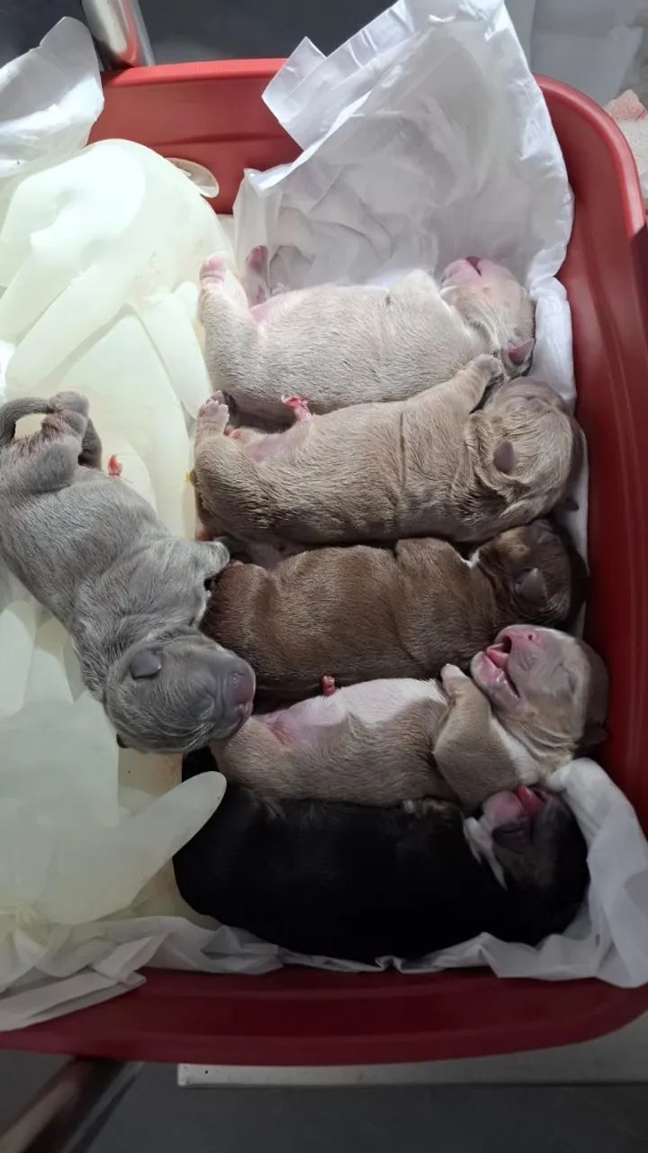 American bully micro - Foto 4