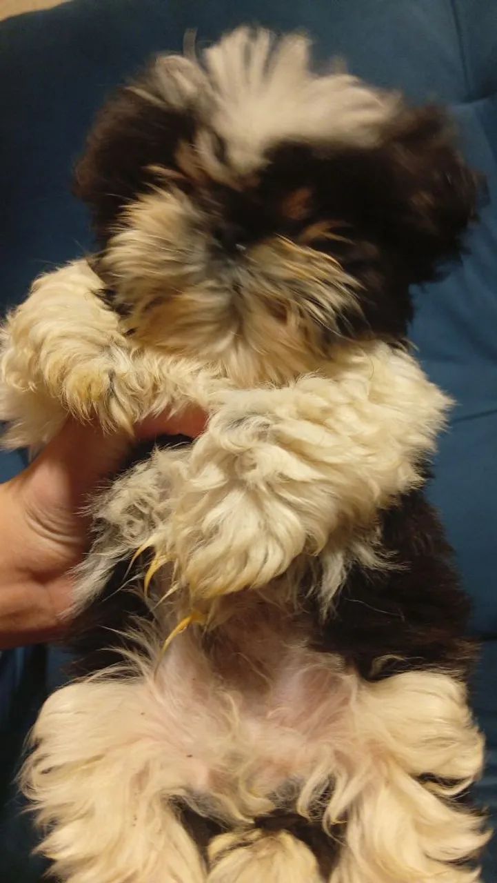 Shih Tzu macho - Foto 2