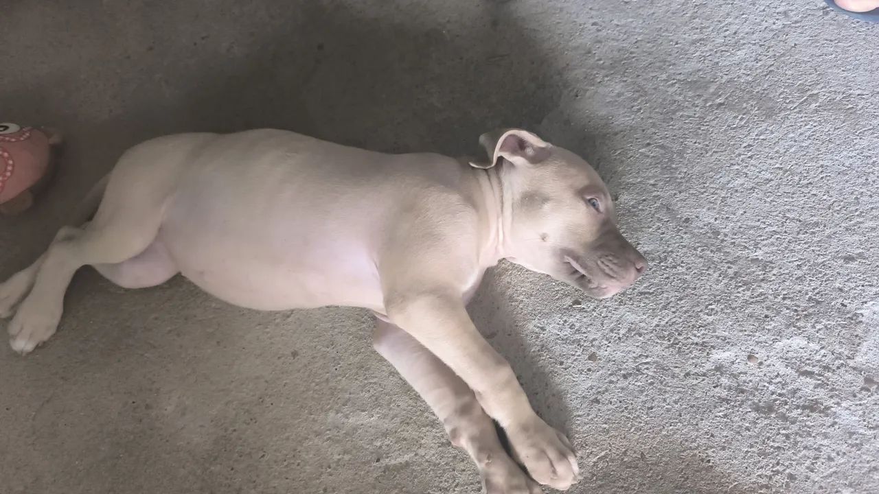 Vendo Pitbull  - Foto 2