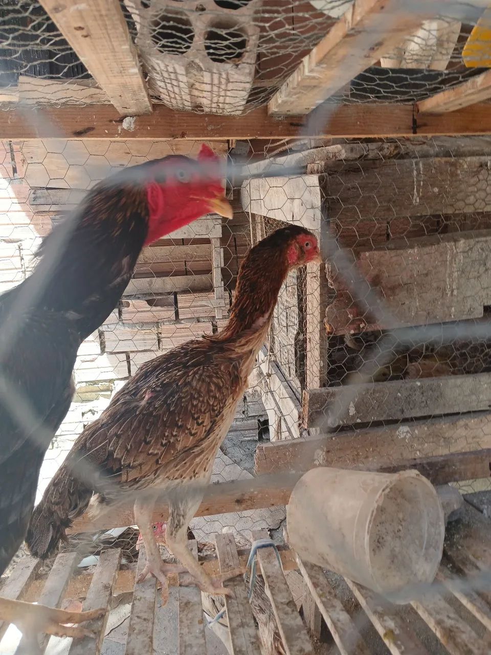 Galinha  - Foto 4