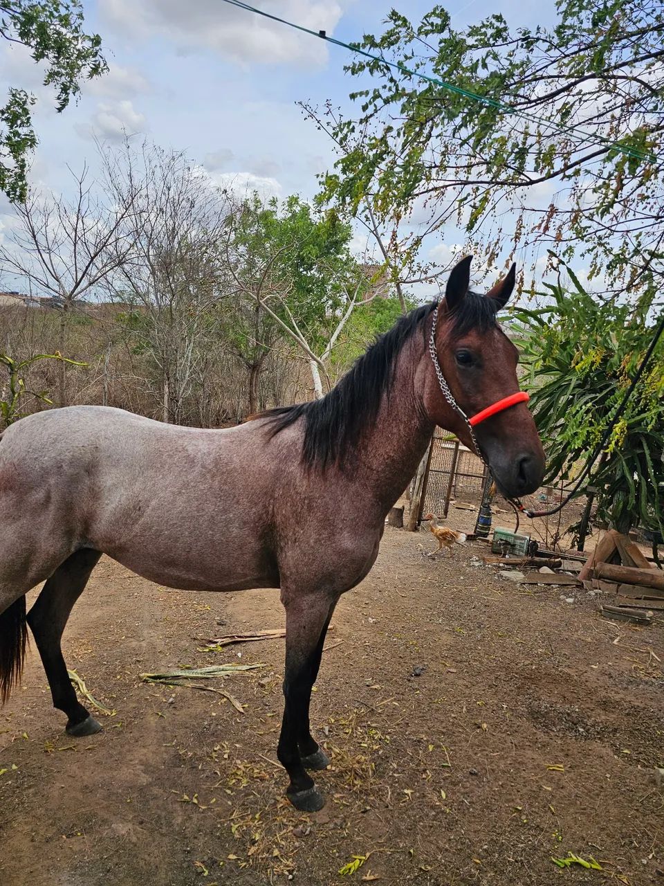 Potro mangalarga  - Foto 4