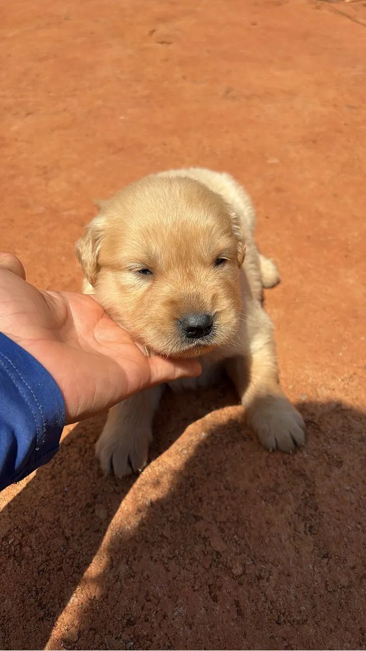 Golden retriever  - Foto 2