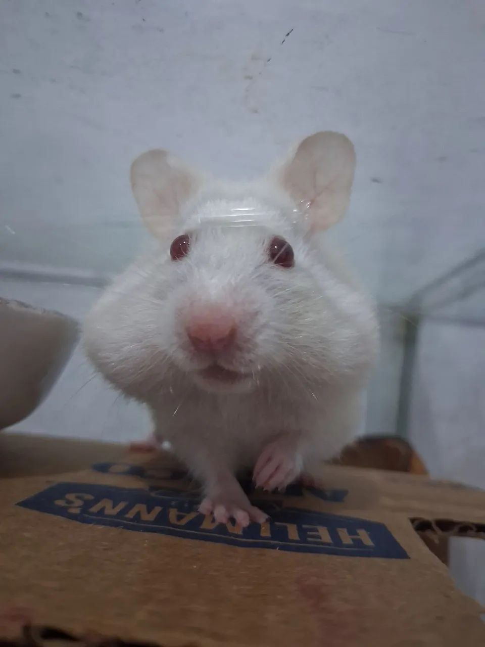 Roedor hamster sírio