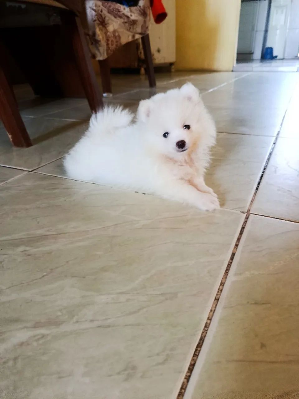 Vendo spitz alemão 