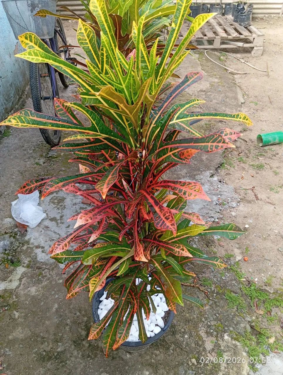 Plantas  - Foto 4