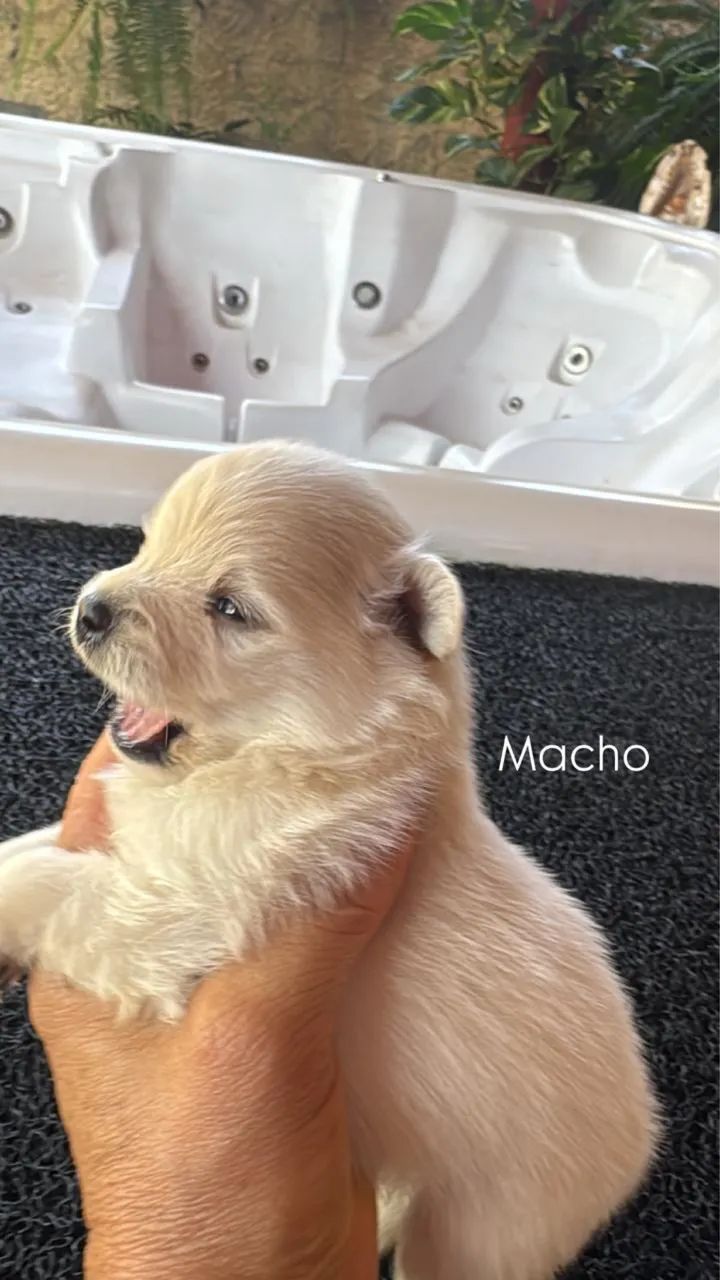 Spitz alemão  - Foto 4