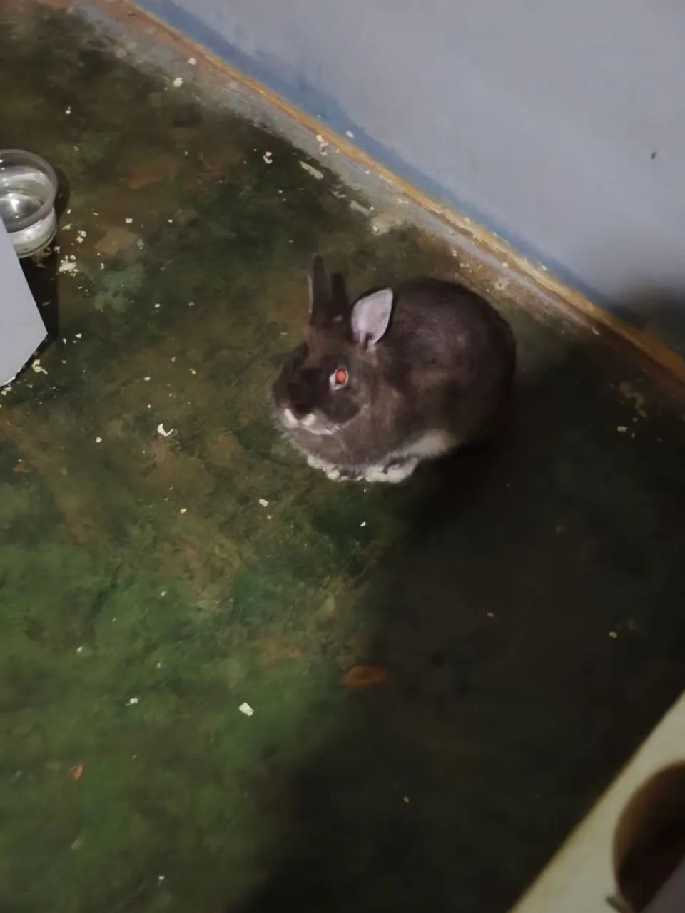 Mini Coelho  - Foto 2