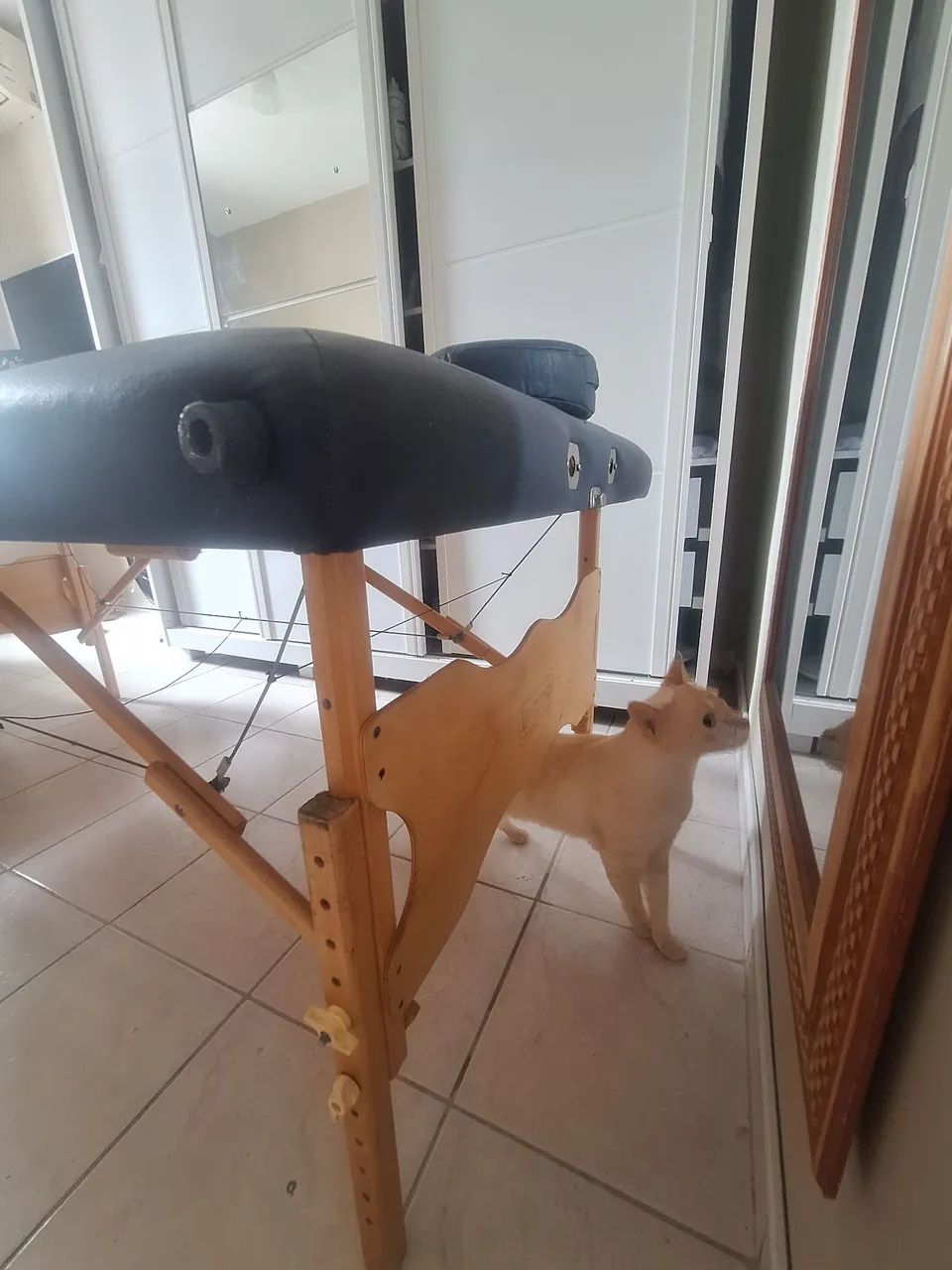 Maca Portátil  - Foto 6