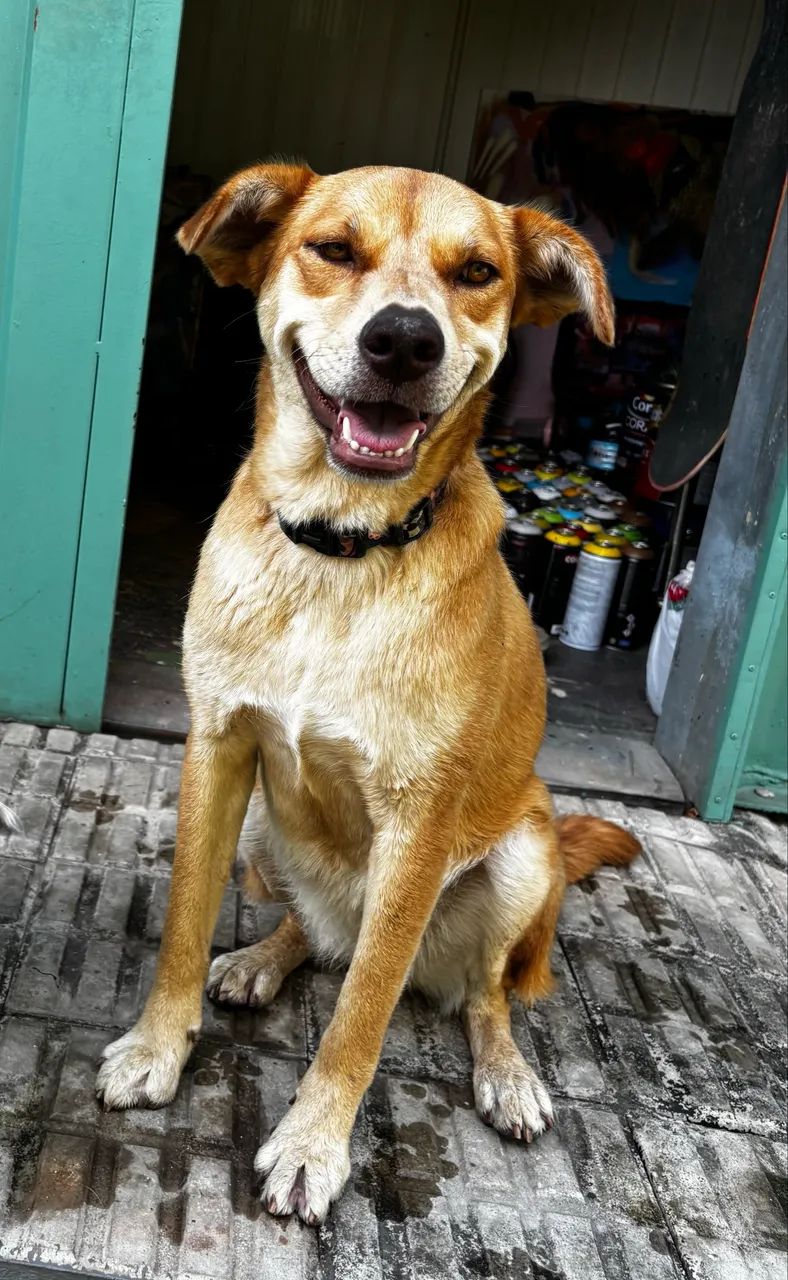 Cadela Caramelo  - Foto 2