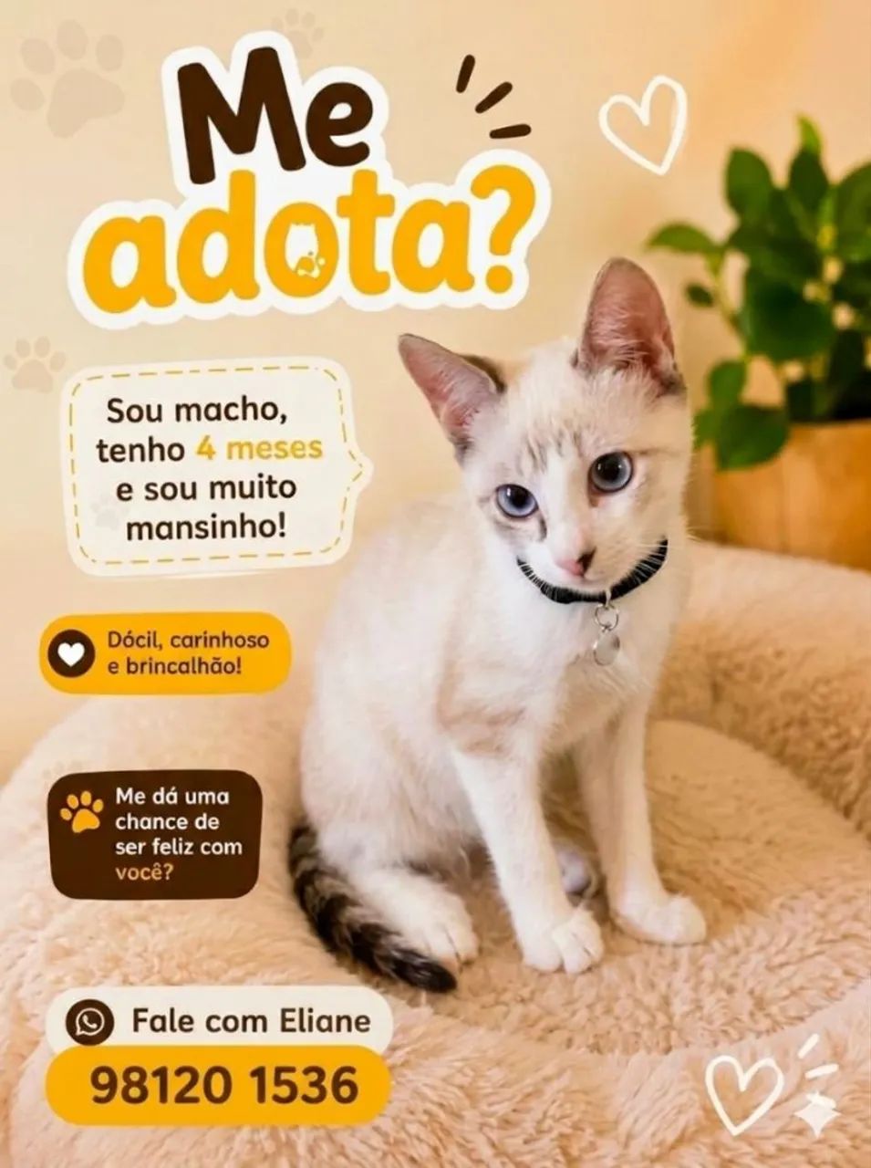SÓ LINDEZAS - Foto 2