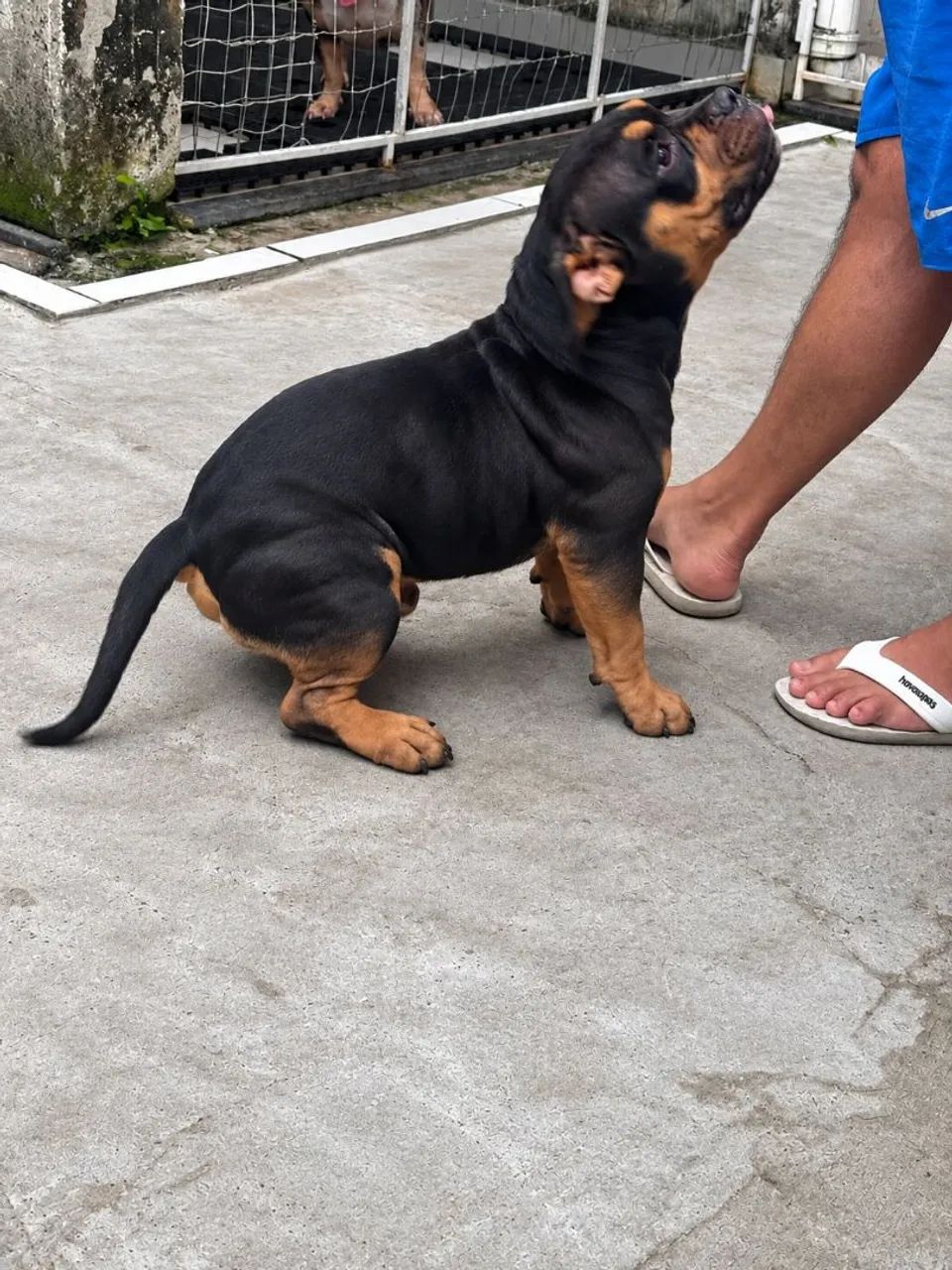 American bully  - Foto 5