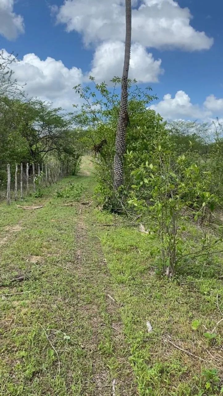 4 hectares na margem da CE 456 - Foto 5