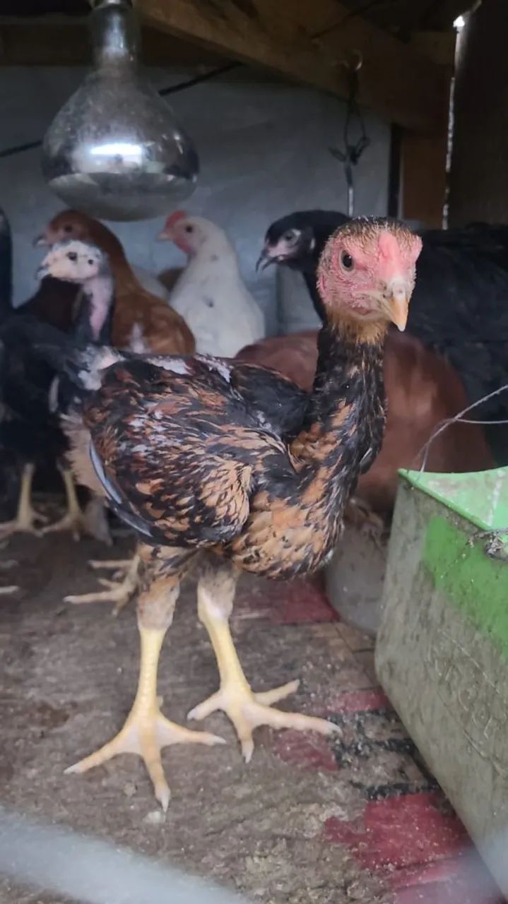 Frangos Indios, Brahma, Novogen 60 dias - Foto 2
