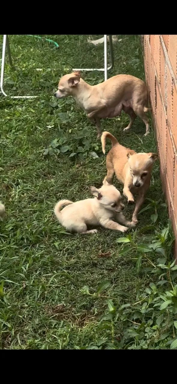 Chihuahua macho  - Foto 2