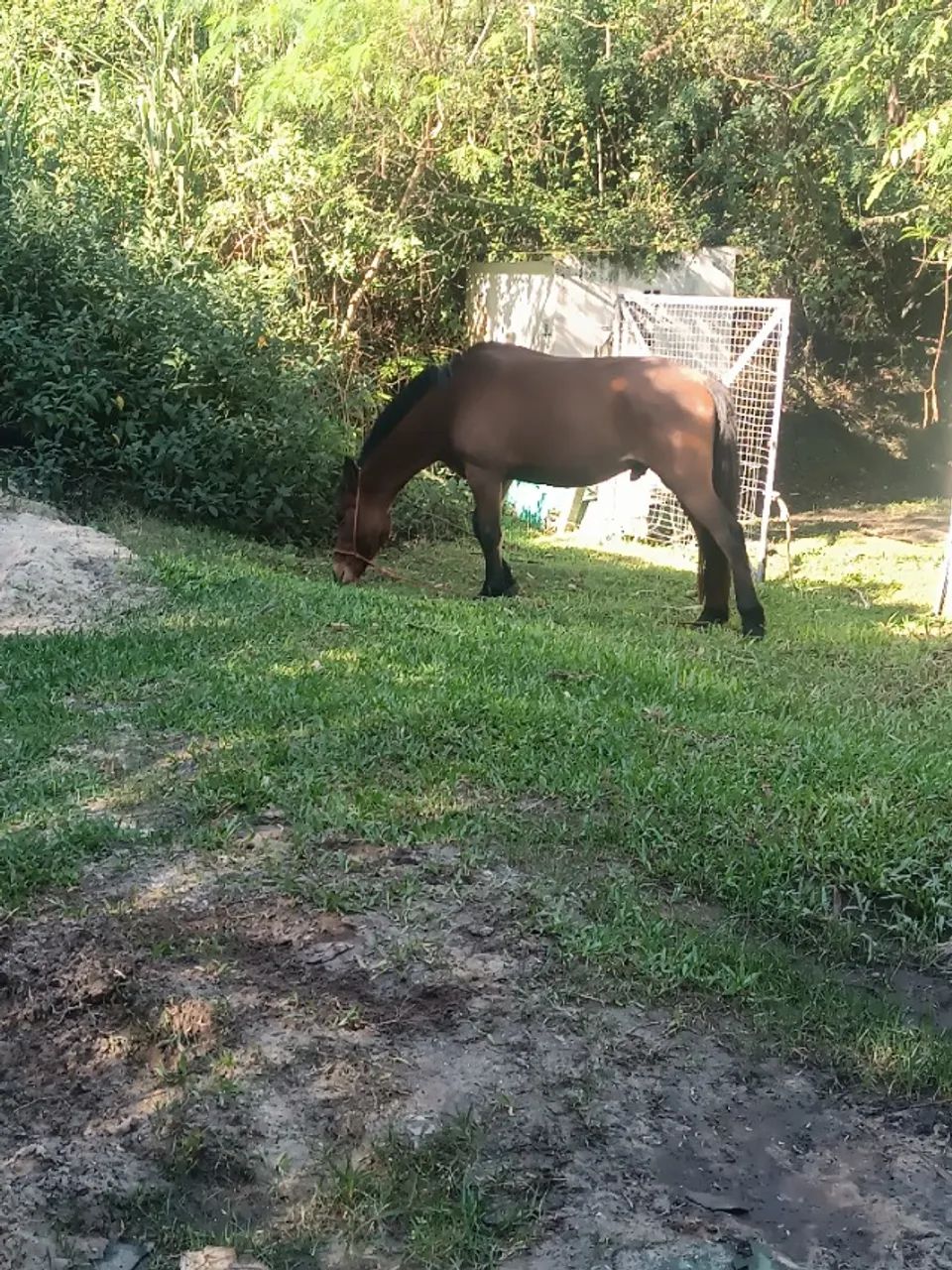 vendo cavalo manso