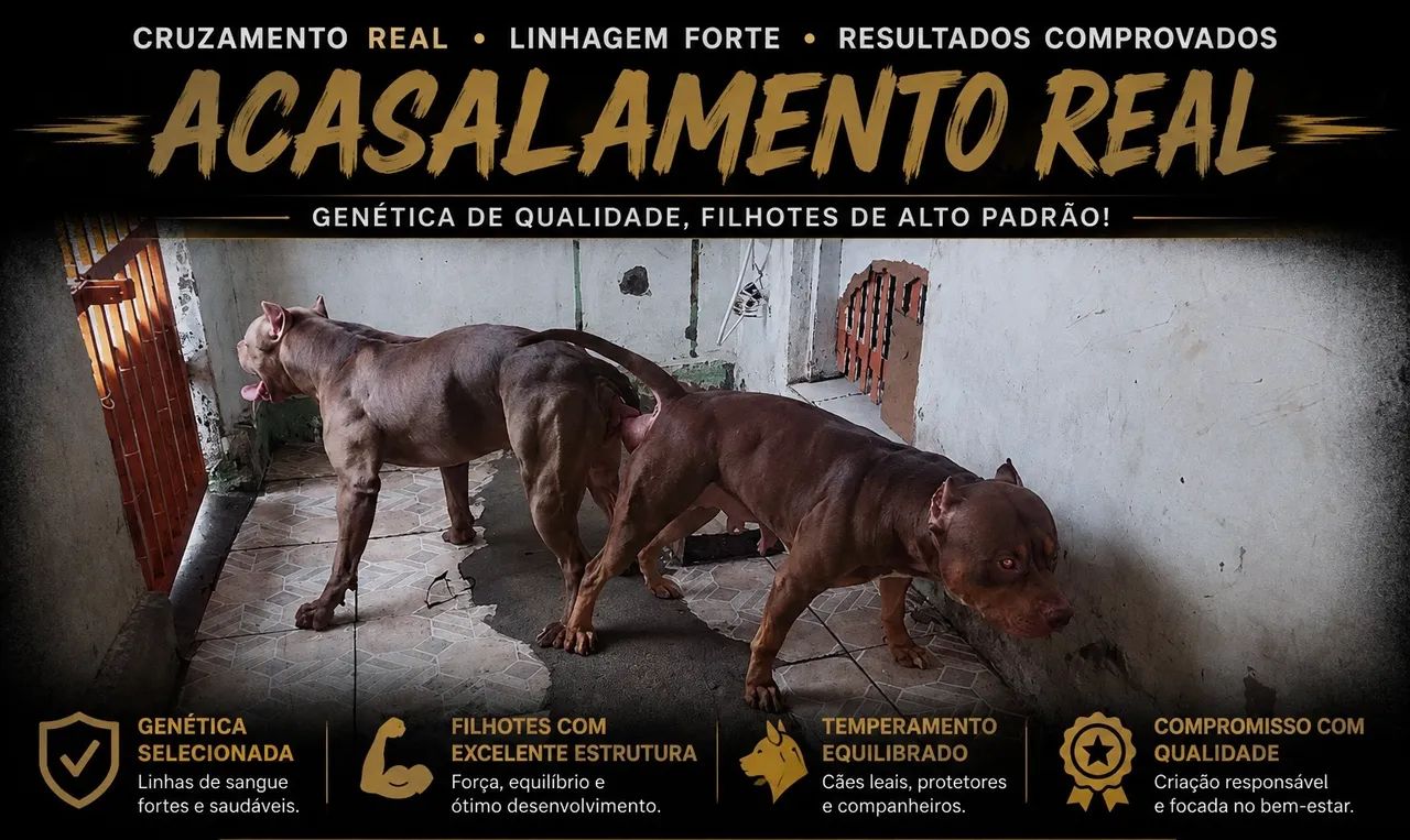 PIT MONSTER  - Foto 4