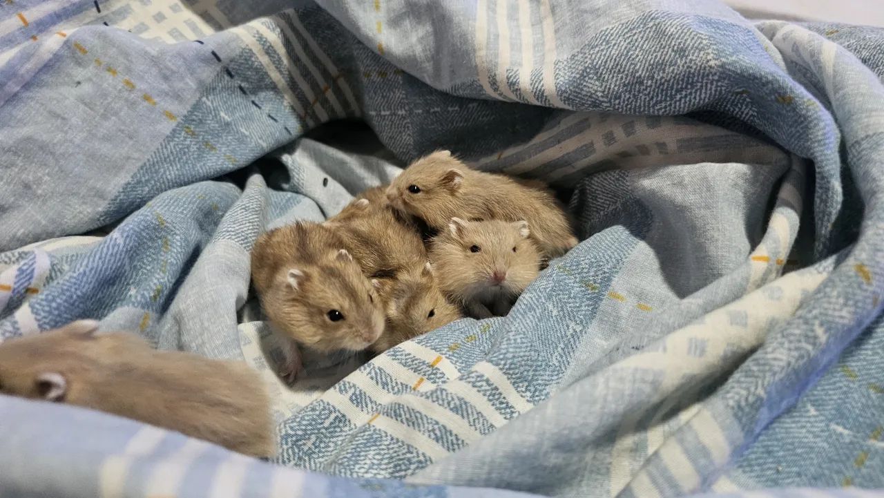 Vendo filhotes de hamster Anão Russo - Foto 3
