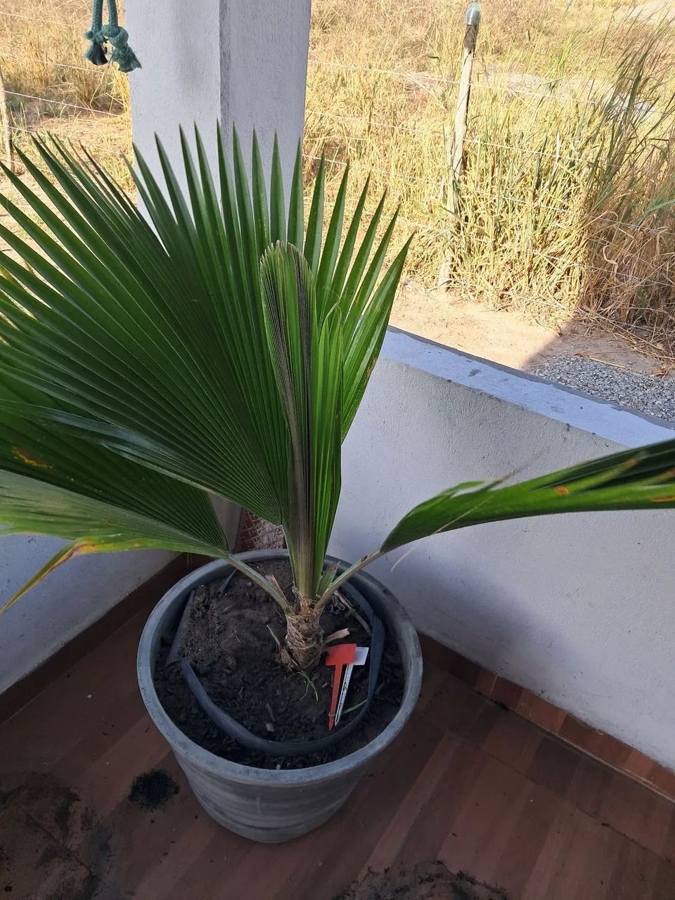 PLANTAS DIVERSAS  - Foto 2