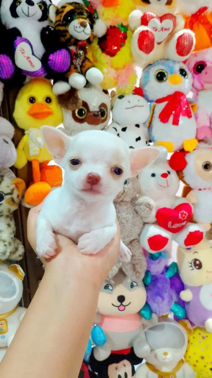 Chihuahua não é doação 