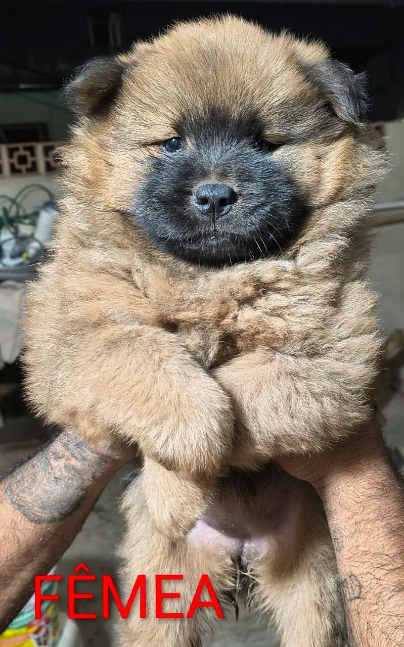 Chow Chow  - Foto 3
