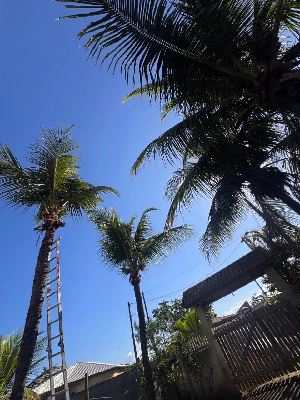     Corte de Grama e Limpeza de Jardim - Foto 2