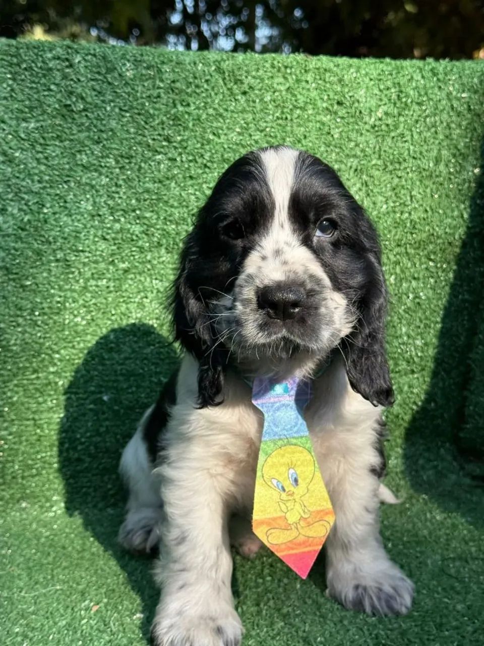 Cocker Spaniel macho branco e preto disponíveis  - Foto 3