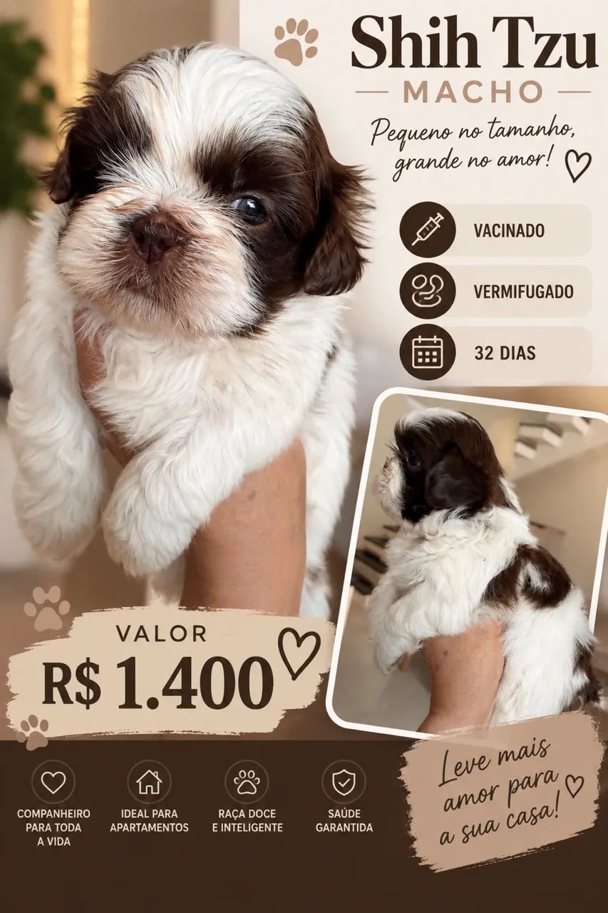 Shitzu machos  - Foto 3