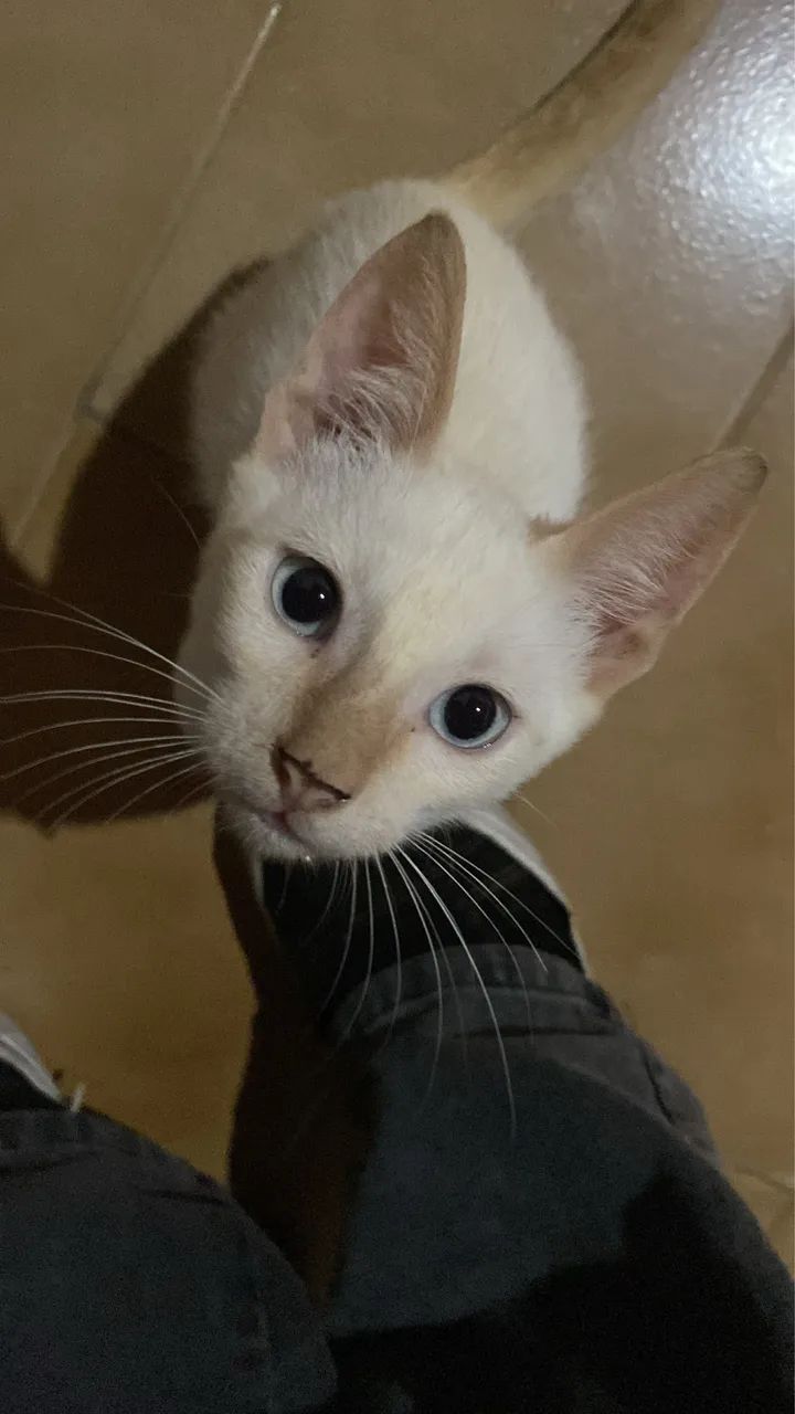 GATINHO PARA DOAÇÃO  - Foto 3