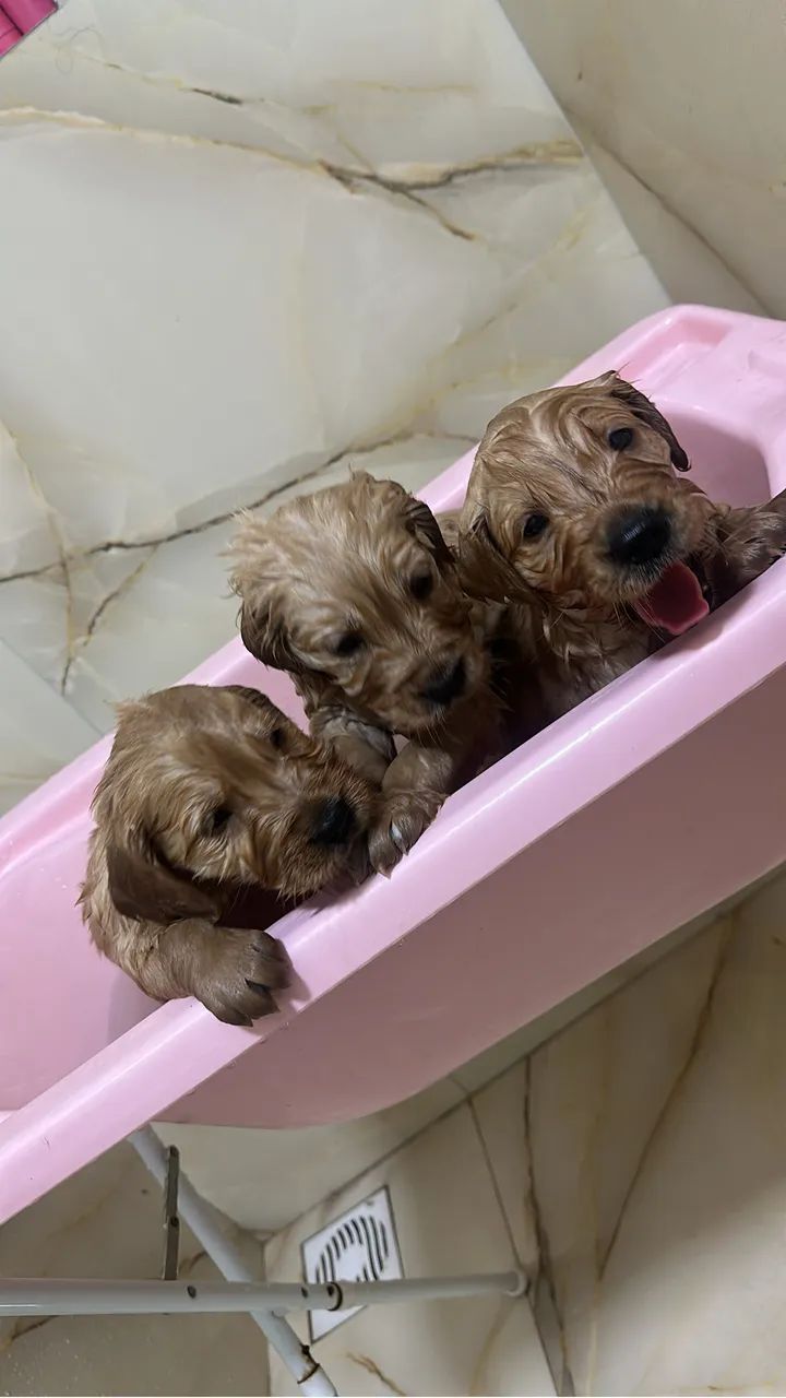 Cachorro - Foto 3