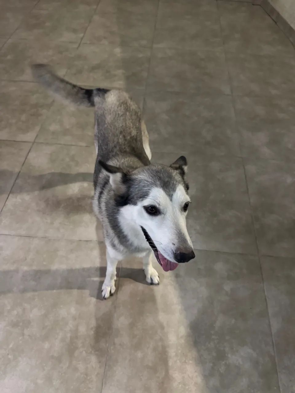 Filhote Kita para adoção fêmea 