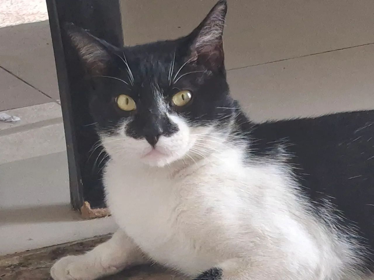 Adoção Responsável - Foto 5